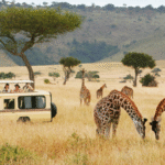 Lake Kivu Kibuye Travel Guide – Best Resorts & Things to Do in Karongi